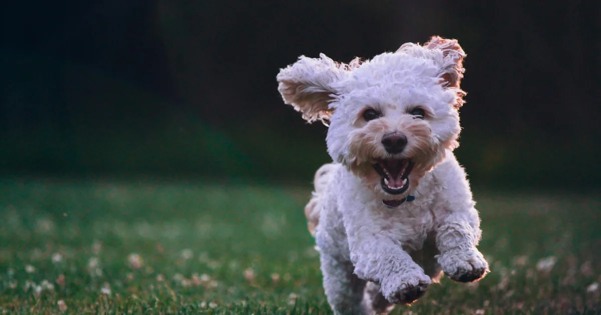 愛犬の健康をサポートするWanCare